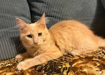 Gryzek Maine Coon