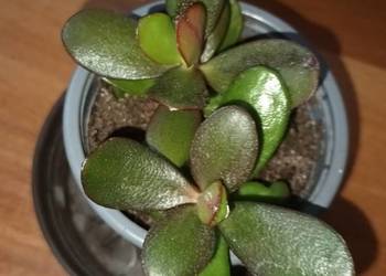 Grubosz, crassula drzewko szczęścia nr 5, 2 sadzonki w doniczce