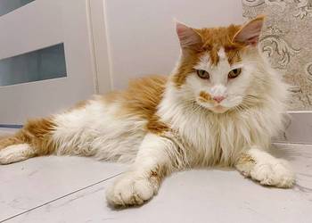 Maine Coon Kocur Rudy Bicolour  WCF