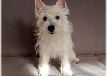 West Highland White Terrier  |  ZKwP FCI suczka