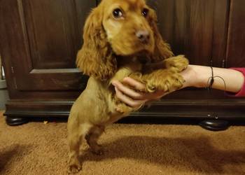 Wspaniała suczka Cocker Spaniel