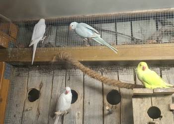 Alexandretty, Rozelle, Faliste