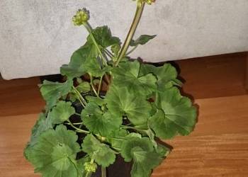 Duża pelargonia, kwitnąca aktualnie, na czerwono
