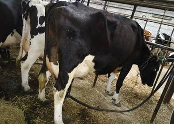 Sprzedam bydło mleczne HF 65 sztuk