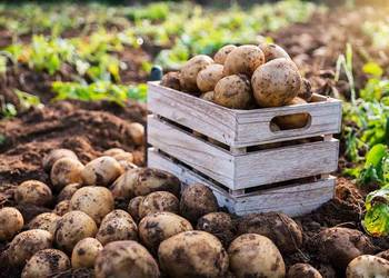 Ziemniaki SORAYA i Queen Anna /jadalne / sadzeniaki