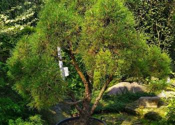 Sosna Watereri  250cm w donicy 160L