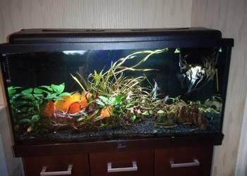 Akwarium 250l