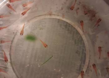 mieczyki brzdące 60szt. ok.1cm