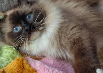 Kotka roczna ragdoll