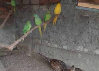 Sprzedam Aleksandrety 2025