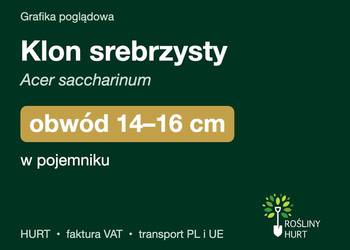 Klon srebrzysty (Acer saccharinum) obwód 14-16 cm, w pojemniku – HURT