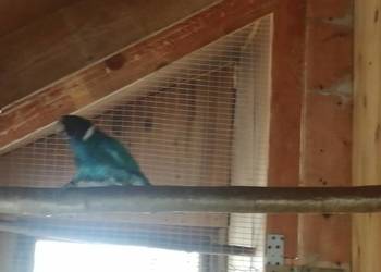 Sprzedam samca papugi Kragena