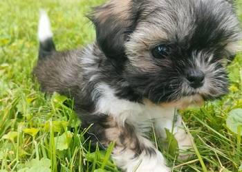 Suczka shih tzu gotowa do zamiany domu