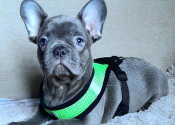 Buldog francuski sunia mega blue