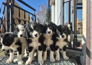 Border Collie Border Family