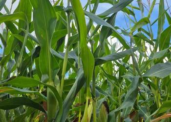 Nasiona kukurydzy Bologna Nasiona kukurydzy Bologna