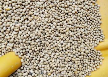 Soja Adelfia – odmiana średnio wczesna, wysoka plenność