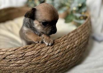 Suczka Chihuahua Brindle