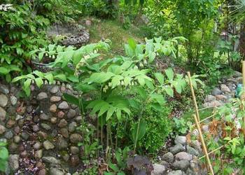 Kokoryczka wielokwiatowa (Polygonatum multiflorum)