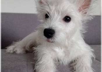 West Highland White Terrier |  ZKwP FCI