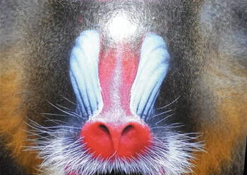 Bliżej biologii 2 podręczniki kolekcjonerskie książki