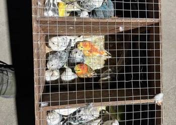 Świergotki dominanty