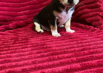 Śliczny piesek chihuahua