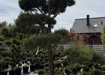 Sosna "Sylvestris" Bonsai 225-250cm