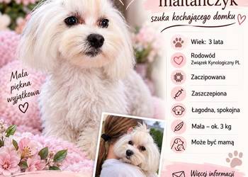 Dorosla sunia Maltanczyk Związek Kynologiczny PL
