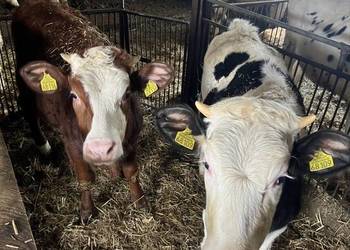 Sprzedam bydło hodowlane