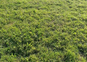 Grunt 500m2 Pleśna