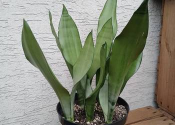 Sansewieria moonshine sansevieria trifasciata