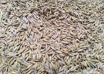 Sprzedam owies Rambo po centrali oraz zwykły. Zbiór 2025