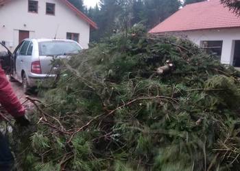 Gałęzie świerkowe i sosnowe na zrębki