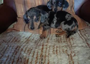 Jamnik krótkowłosy merle