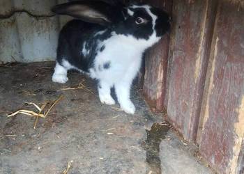 Króliki Samiec Wiedeński i inne