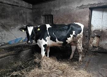 Jałówka wysokocielna