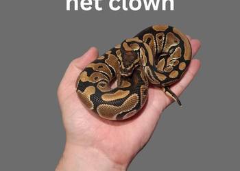 Pyton Królewski Classic het Clown