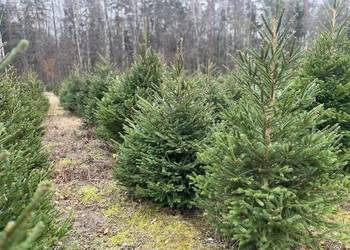 Choinki, świerk. Żywa Choinka na Święta, świeżo cięta z plantacji
