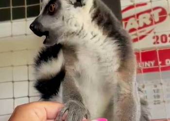 Sprzedam młode Lemury Katta (Lemur catta) - oswojone maluchy z dokumentacją Żory