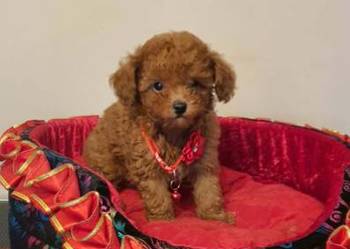 Malutki pudelek Toy red Teddy