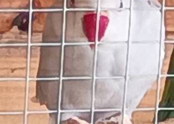 Aleksandretta obrożna samica lęgowa