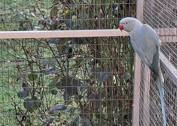 Aleksandretta obrozna samczyk z DNA