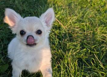 Piesek długowłosy chihuahua kremowy ZKwP