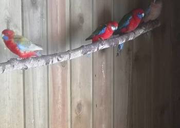 Rozella rozelle królewska bialolica