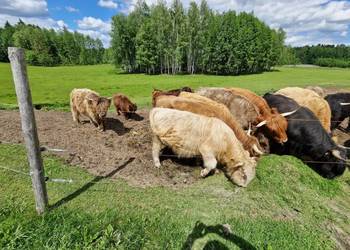 Sprzedam bydło szkockie Highland Cattle – całe stado lub część