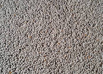 Łubin biały słodki ZEUS