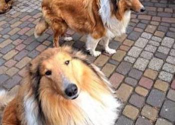 Owczarek Szkockie Collie szczeniaki