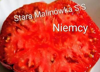 Stara Malinówka pomidor kolekcjonerski S.S.
