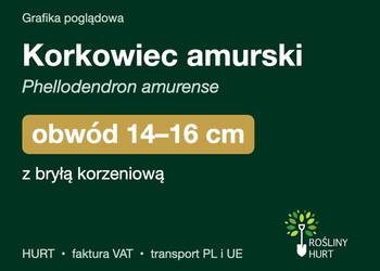Korkowiec amurski obwód 14-16 cm, z bryłą – HURT